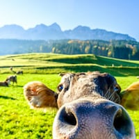 Urlaub auf dem Bauernhof - 1.505 Ferienwohnungen & Ferienhäuser