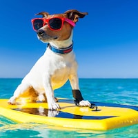 Urlaub mit Hund - 54.425 Ferienwohnungen & Ferienhäuser